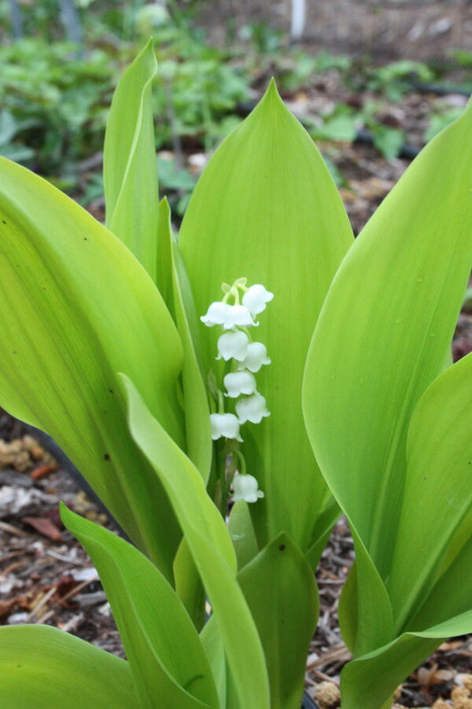Image of Convallaria majalis 'Fernwood's Golden Slippers' taken at Juniper Level Botanic Gdn, NC by JLBG