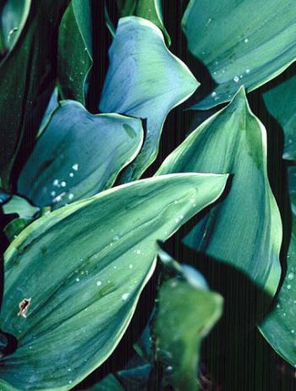 Image of Convallaria majalis 'Hardwick Hall' taken at H. Hansen Gdn, MN