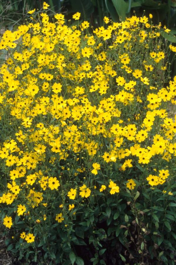Image of Coreopsis palustris 'Summer Sunshine' taken at Juniper Level Botanic Gdn, NC by JLBG