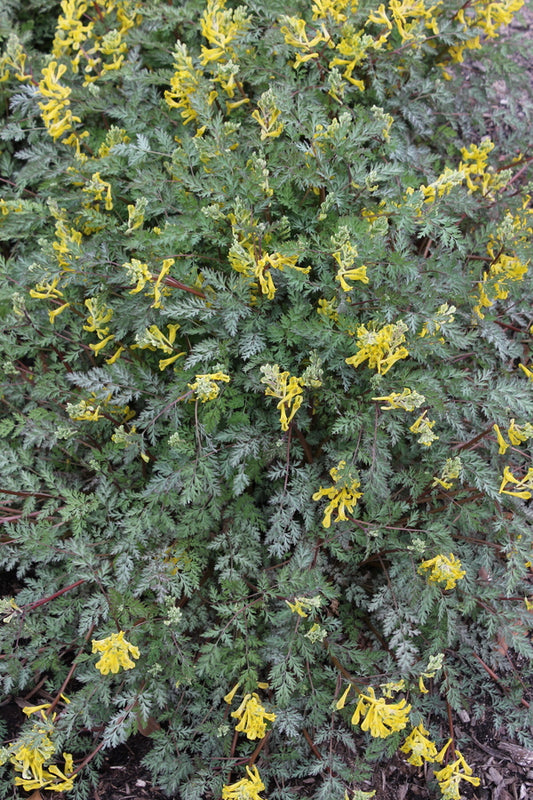 Image of Corydalis speciosa taken at Juniper Level Botanic Gdn, NC by JLBG