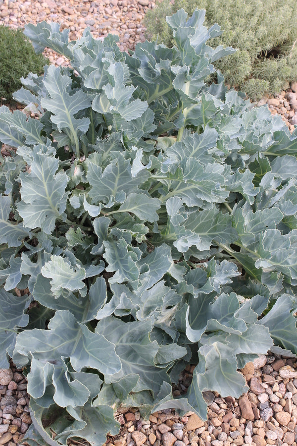 sea kale plant Crambe maritima | Sea Kale