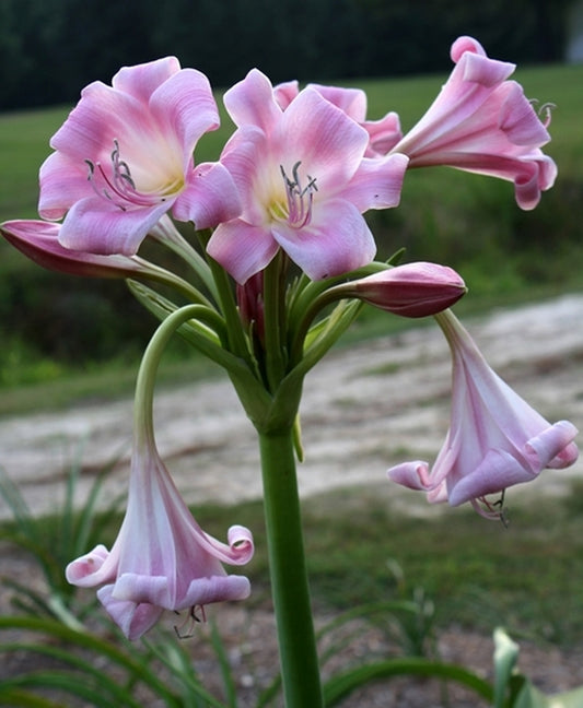 Image of Crinum 'Fiesta'