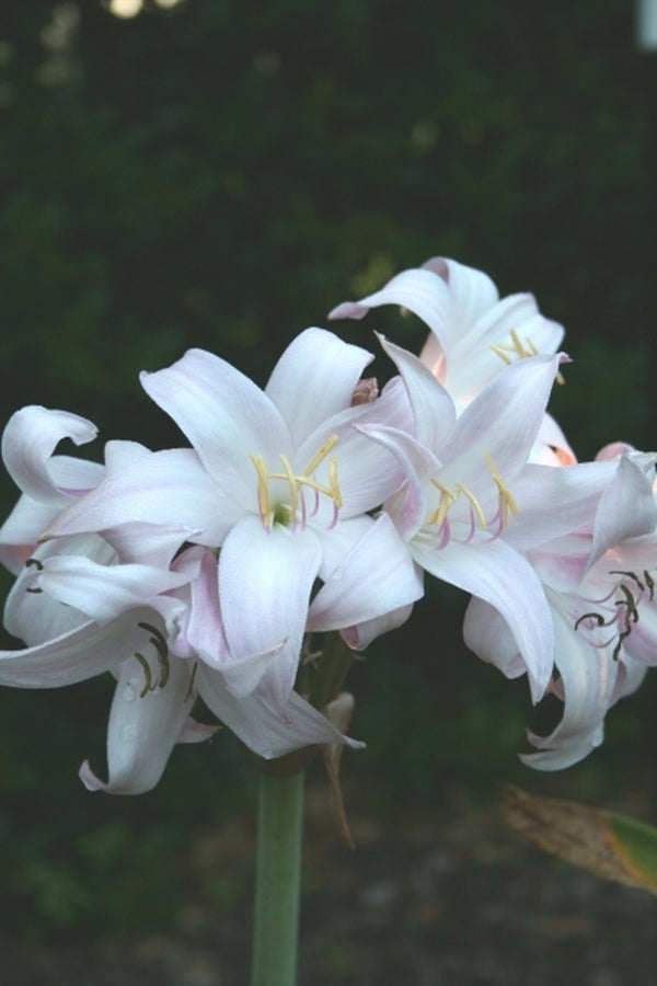 Image of Crinum 'Improved Peach Blow' taken at Juniper Level Botanic Gdn, NC by JLBG