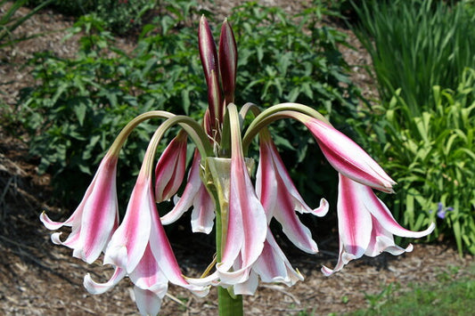 Image of Crinum 'Liberty Bells' taken at Juniper Level Botanic Gdn, NC by JLBG