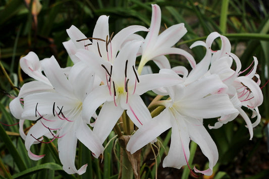 Image of Crinum 'Little Lugger' taken at Juniper Level Botanic Gdn, NC