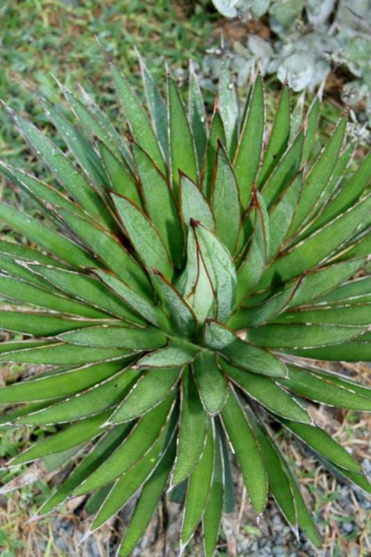 Image of Crinum 'Merry Me' (variabile x bulbispermum) taken at Juniper Level Botanic Gdn, NC by JLBG