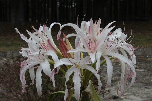 Image of Crinum 'Mosess' taken at Juniper Level Botanic Gdn, NC by JLBG