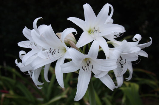 Image of Crinum 'Peyton's Place'