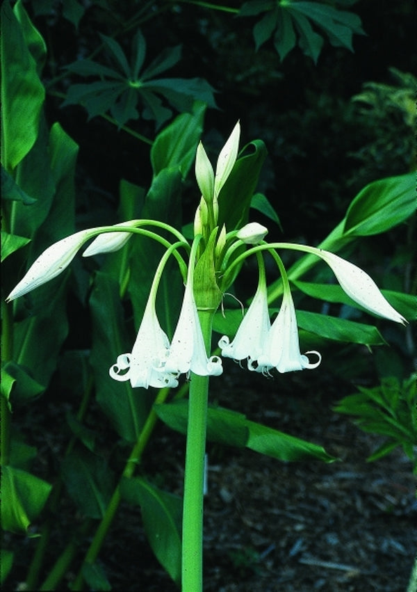 Image of Crinum 'White Queen' taken at Juniper Level Botanic Gdn, NC by JLBG