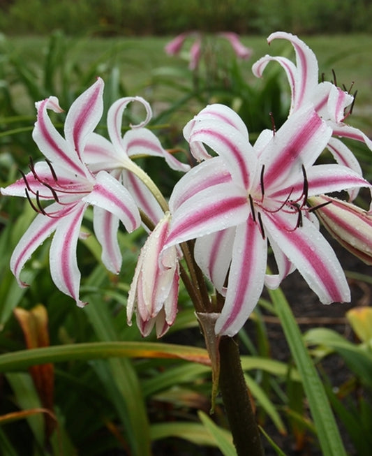 Image of Crinum x digweedii 'Mermaid' taken at Juniper Level Botanic Gdn, NC by JLBG