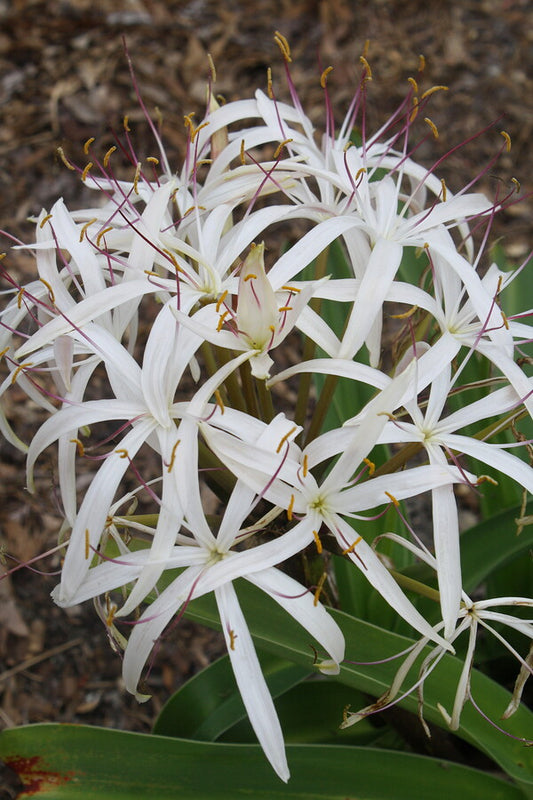Image of Crinum hildebrandtii 'Pinwheel' taken at Juniper Level Botanic Gdn, NC by JLBG