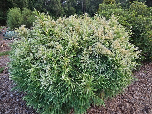 Image of Cryptomeria japonica 'Champagne' taken at Juniper Level Botanic Gdn, NC by JLBG