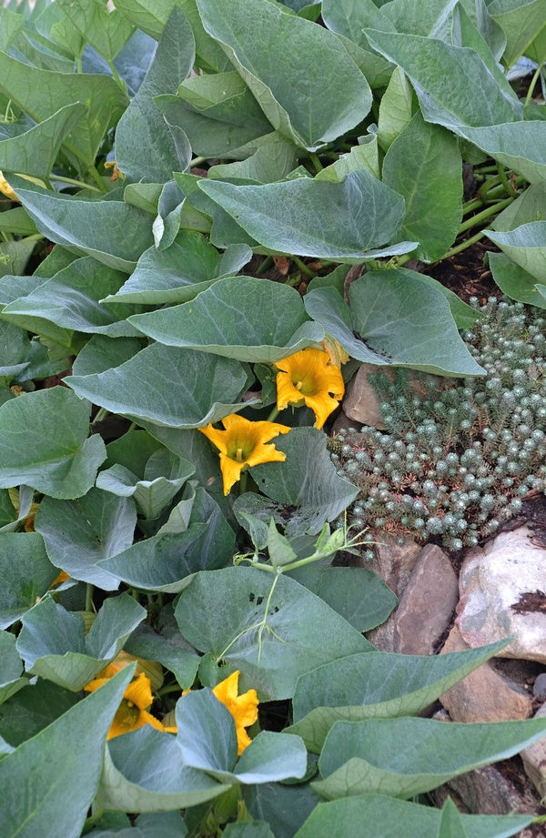 Image of Cucurbita foetidissima