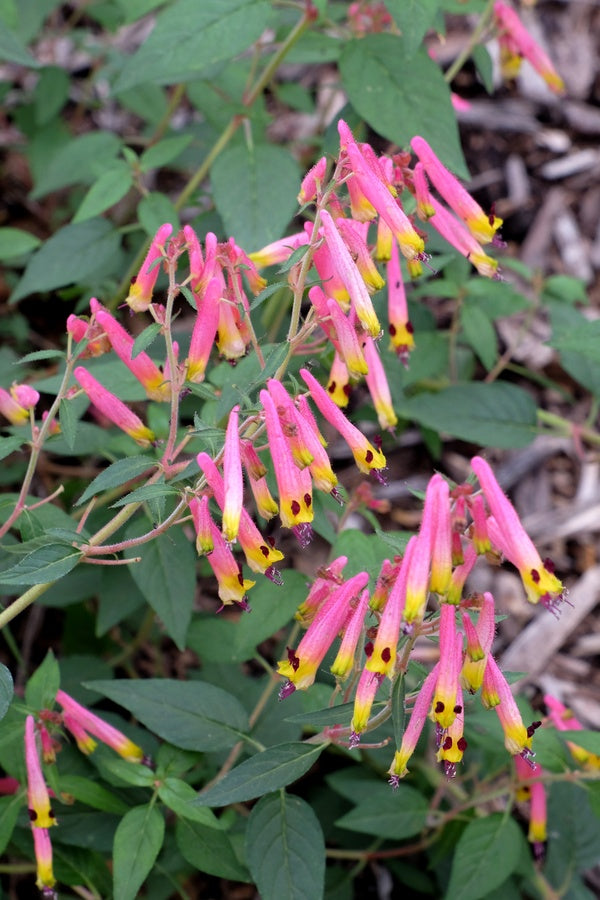 Image of Cuphea cyanea 'Ashevilla' taken at Juniper Level Botanic Gdn, NC by JLBG