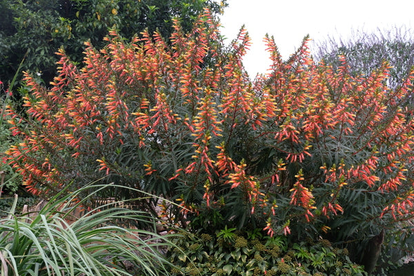 Cuphea micropetala