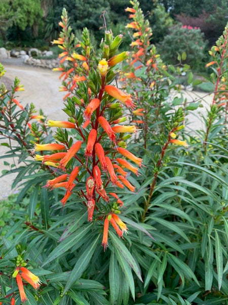 Image of Cuphea micropetala taken at Juniper Level Botanic Gdn, NC by Lidia Churakova
