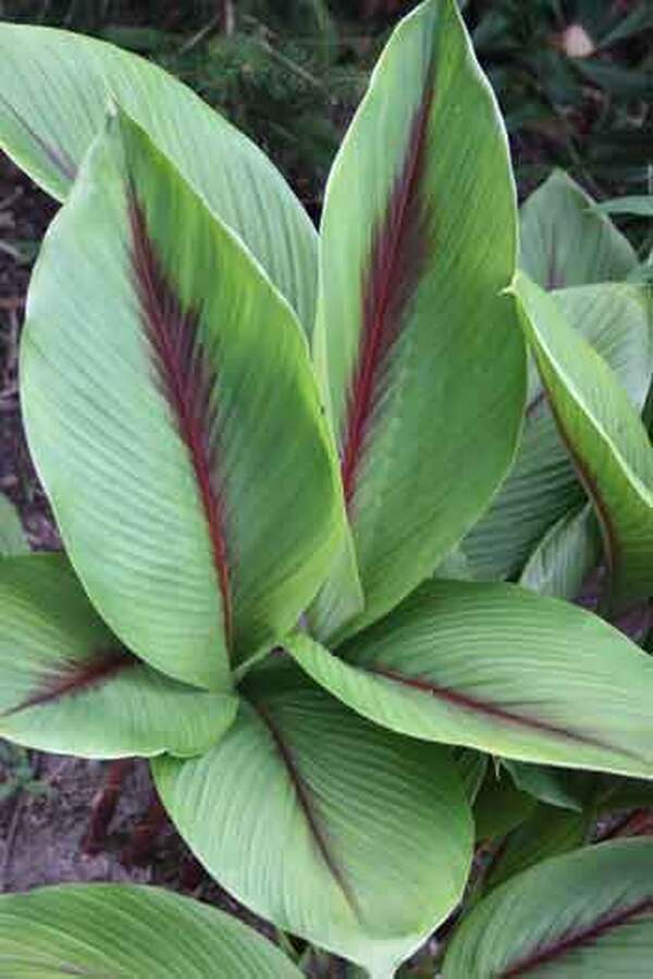 curcuma plant indoor Curcuma zedoaria Pink Wonder
