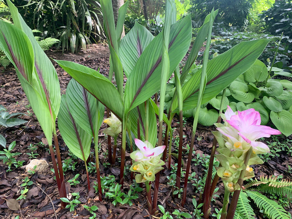 Image of Curcuma 'Pink Wonder' taken at Juniper Level Botanic Gdn, NC by C. Hardison