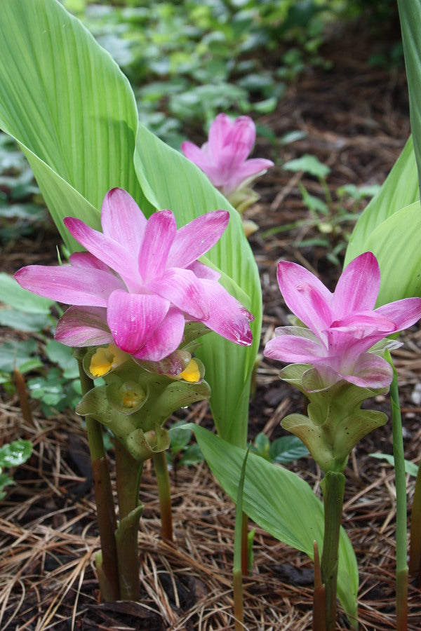 Curcuma elata