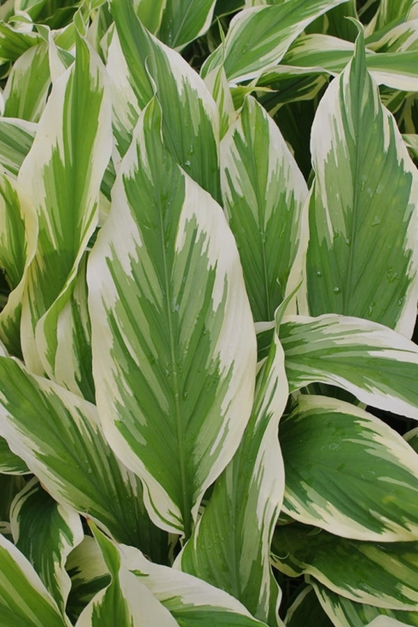 Image of Curcuma longa 'Snowdrift' taken at Juniper Level Botanic Gdn, NC by JLBG