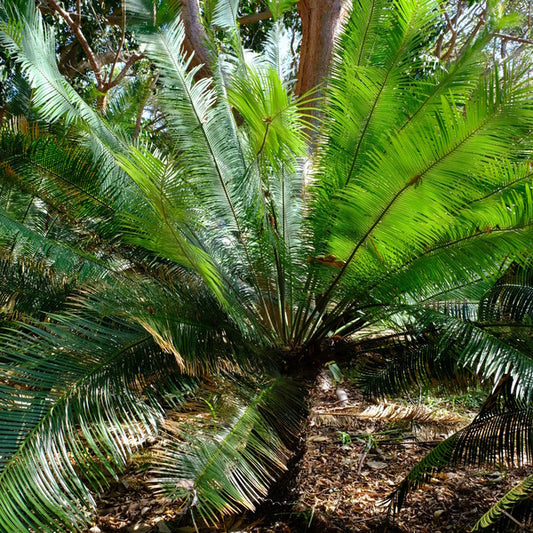 Image of Cycas pectinata taken at Montgomery Botanic Garden by JLBG