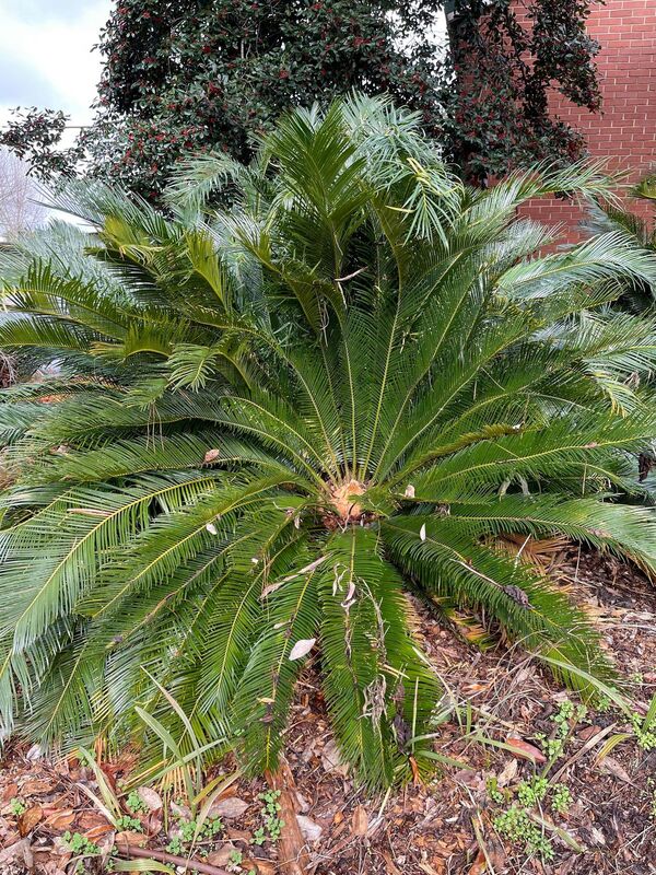 Image of Cycas x taitoluta taken at Augusta, GA by J. LeVert