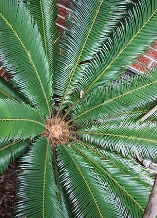Image of Cycas taitungensis taken at Juniper Level Botanic Gdn, NC by JLBG