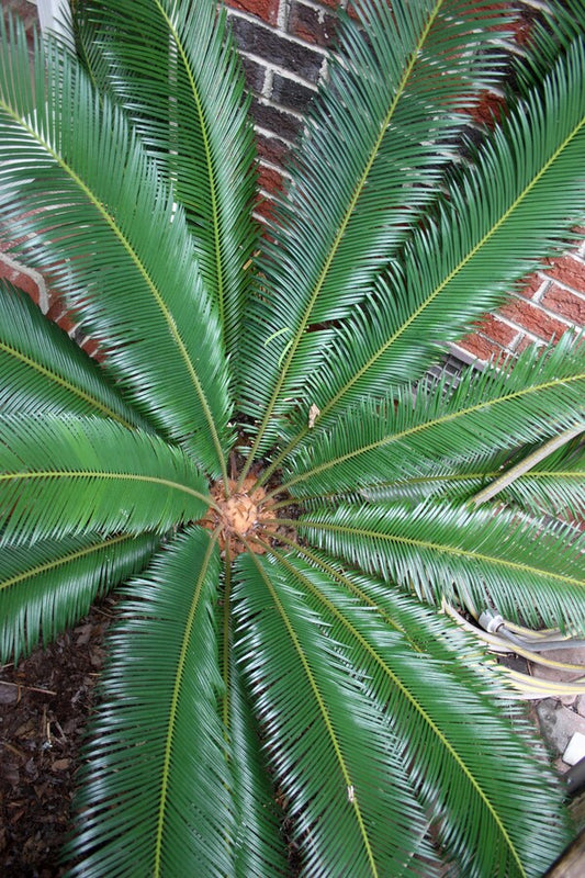 Image of Cycas taitungensis taken at Juniper Level Botanic Gdn, NC by JLBG