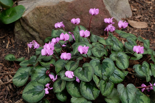 Image of Cyclamen coum Silver-centered Leaves, Light Pink Flowers taken at Juniper Level Botanic Gdn, NC by JLBG