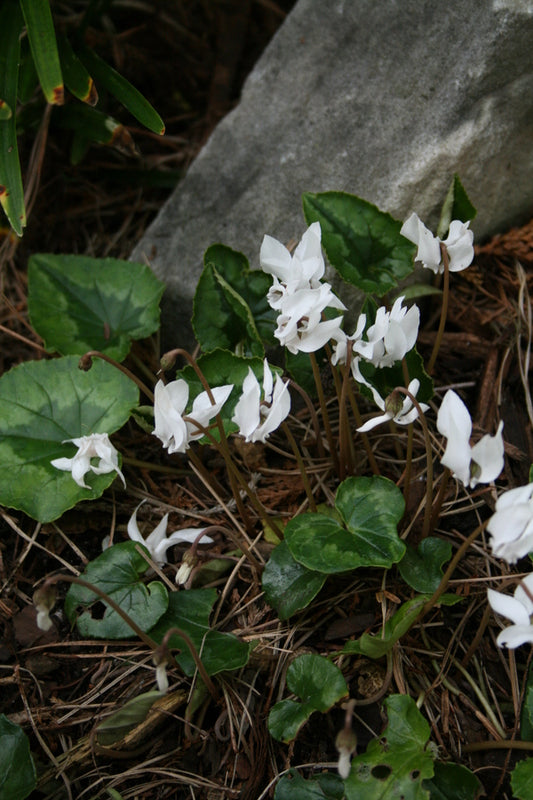 Image of Cyclamen hederifolium 'Album' taken at Juniper Level Botanic Gdn, NC by JLBG