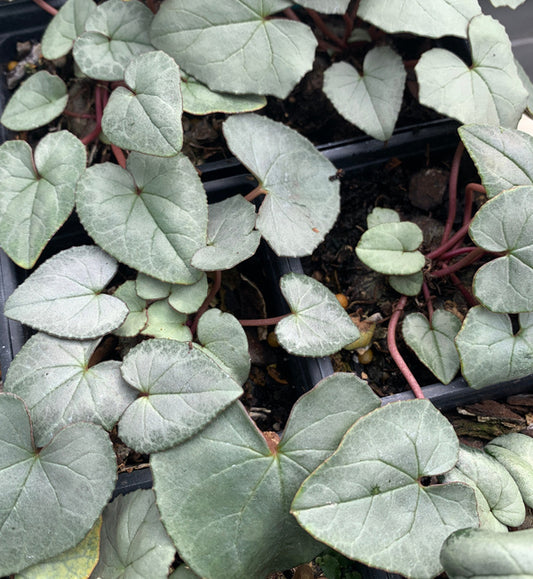Image of Cyclamen hederifolium 'Lil Silva' taken at Juniper Level Botanic Gdn, NC by C. Hardison