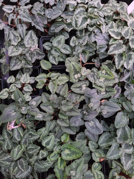 Image of Cyclamen hederifolium 'Mini Me' taken at Juniper Level Botanic Gdn, NC by JLBG