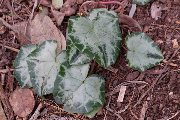 Image of Cyclamen hederifolium 'Silver Anniversary' taken at Juniper Level Botanic Gdn, NC
