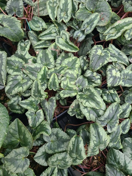 Image of Cyclamen hederifolium 'Silver Streamers' taken at Juniper Level Botanic Gdn, NC by JLBG