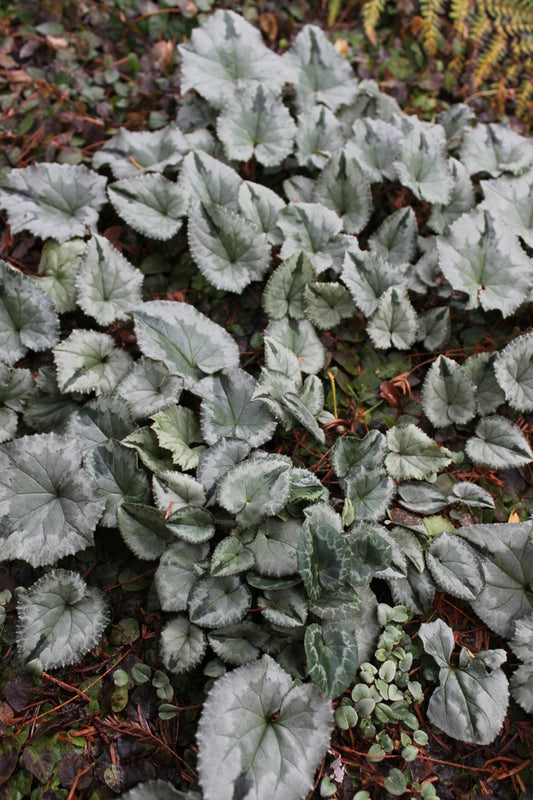 Image of Cyclamen hederifolium 'Silver Streamers' taken at Juniper Level Botanic Gdn, NC by JLBG