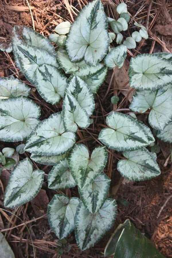 devil's ivy plant seeds Cyclamen hederifolium 'Silver Tongued Devil'