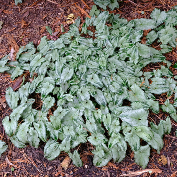 Image of Cyclamen hederifolium 'Silver Tongued Devil' taken at Juniper Level Botanic Gdn, NC by JLBG