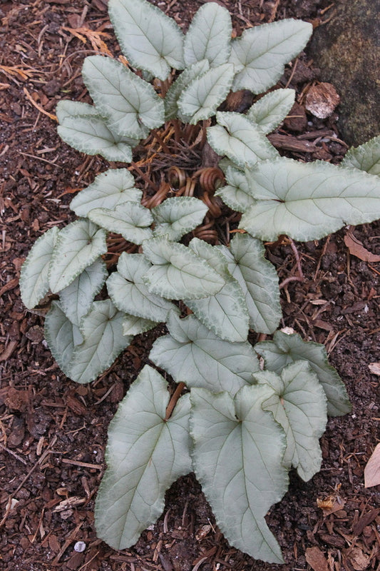 Image of Cyclamen hederifolium 'Silverado' taken at Juniper Level Botanic Gdn, NC by JLBG