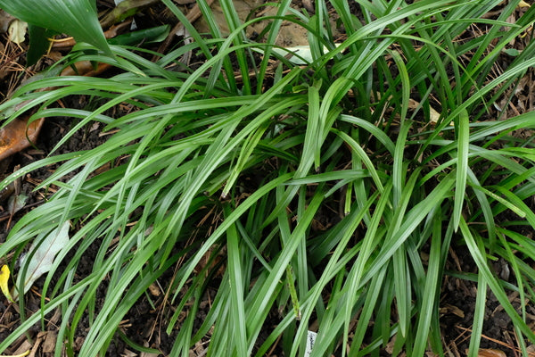 Image of Cymbidium goeringii 'Early Riser' taken at Juniper Level Botanic Gdn, NC by JLBG