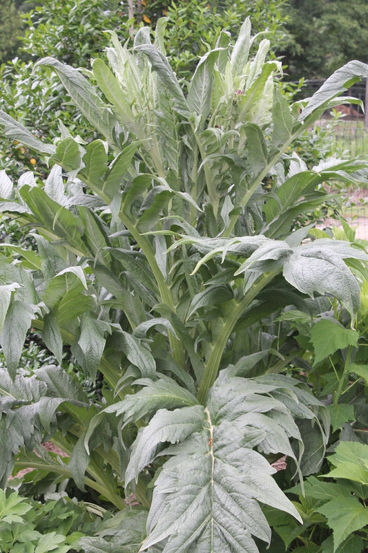 Image of Cynara cardunculus taken at Juniper Level Botanic Gdn, NC by JLBG