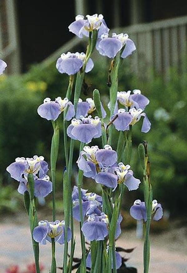 Image of Cypella coelestis taken at Juniper Level Botanic Gdn, NC by JLBG