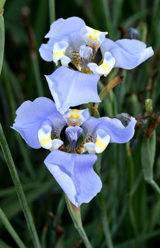 Image of Cypella coelestis taken at Juniper Level Botanic Gdn, NC by JLBG