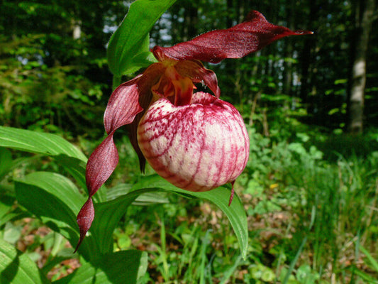 Image of Cypripedium 'Anna' taken at Weinert Gdn, Germany by M. Weinert