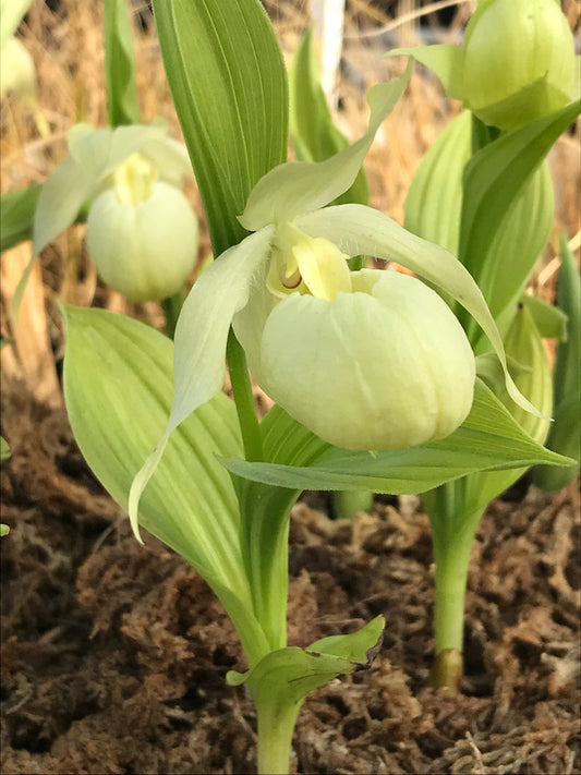 Image of Cypripedium 'Bernd Pastel' taken at Juniper Level Botanic Gdn, NC by C Hardison