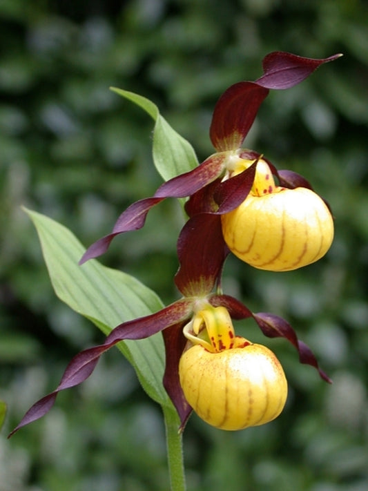 Image of Cypripedium 'Emil' taken at Weinert Gdn, Germany by M. Weinert
