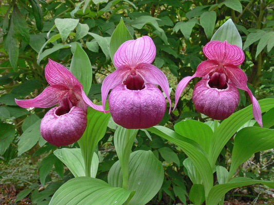 Image of Cypripedium 'Eurasia' taken at Weinert Gdn, Germany by M. Weinert