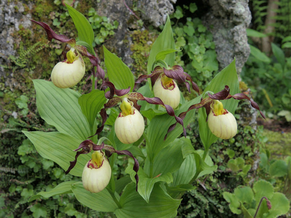 Image of Cypripedium 'Frosch's Mother Earth' taken at Weinert Gdn, Germany by M. Weinert