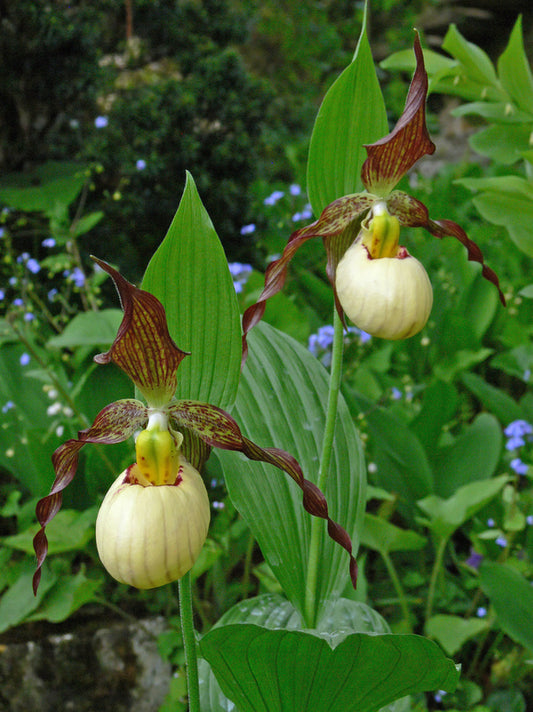Image of Cypripedium 'Frosch's Mother Earth' taken at Weinert Gdn, Germany by M. Weinert