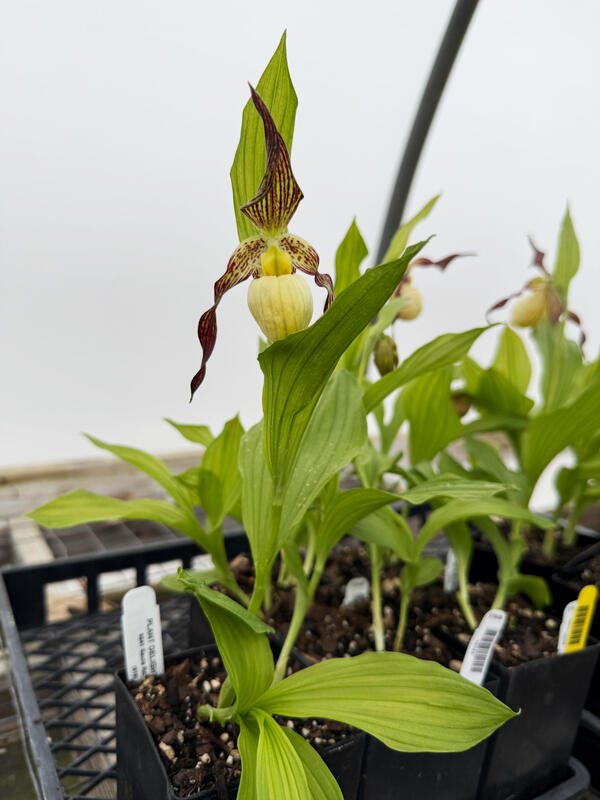 Image of Cypripedium 'Frosch's Mother Earth'