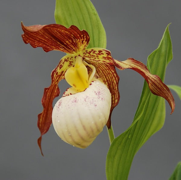 Image of Cypripedium 'Gabriela' taken at Weinert Gdn, Germany by M. Weinert